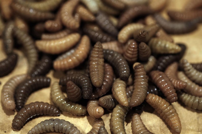 May include: A close-up of a pile of brown and tan fishing bait worms.