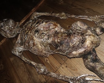 Realistic human corpse  lifesize body horro prop mummified Skeleton for SFX makeup/ film/photoshoot/movie/party/halloween/forensic