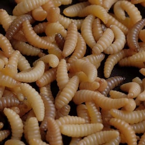Squishy Maggots (light) worm for SFX makeup/film/TV/movie/halloween/zombie props