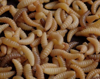 Squishy Maggots (light) worm for SFX makeup/film/TV/movie/halloween/zombie props
