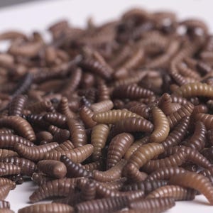 May include: A close-up of a pile of brown plastic fishing worms. The worms are arranged in a random pattern and are all the same size and shape.