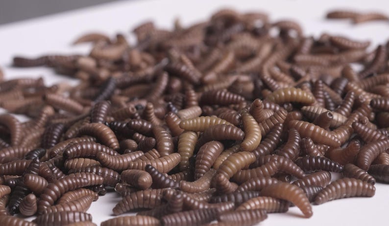 May include: A close-up of a pile of brown plastic fishing worms. The worms are arranged in a random pattern and are all the same size and shape.