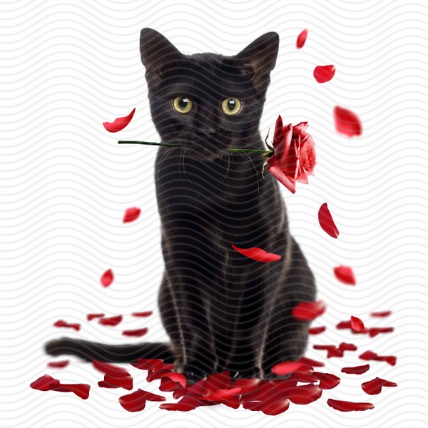 Bundle cat month flower, June - rose birth month flower. Black cat, red cat with rose png download
