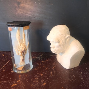 May include: A glass jar containing a preserved crayfish specimen, next to a white bust of a gorilla. The jar has a black lid and a label. The gorilla bust is detailed and has a neutral color.
