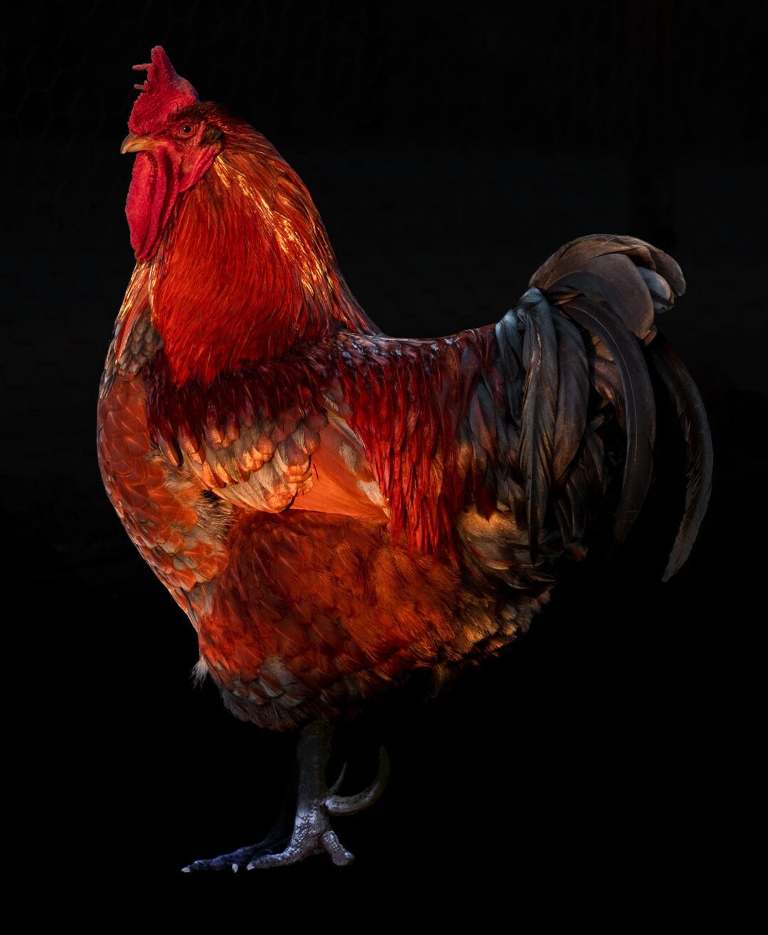 Leo Rooster Etsy
