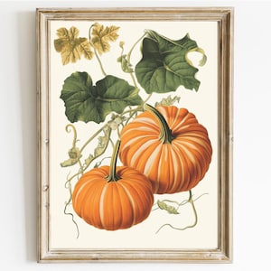 Puede incluir: Lámina botánica enmarcada con dos calabazas naranjas con rayas blancas, hojas verdes y enredaderas. Las calabazas son el foco, sobre un fondo crema. La lámina está en un marco de madera rústico, ideal para la decoración otoñal.