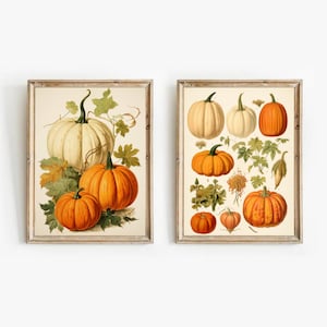 Set von 2 Drucken, Vintage botanische Lehrtafel, Kürbisse, Herbst, Herbstdekor, Halloween-Dekor, botanische Zeichnung, Halloween-Wanddekor, A1