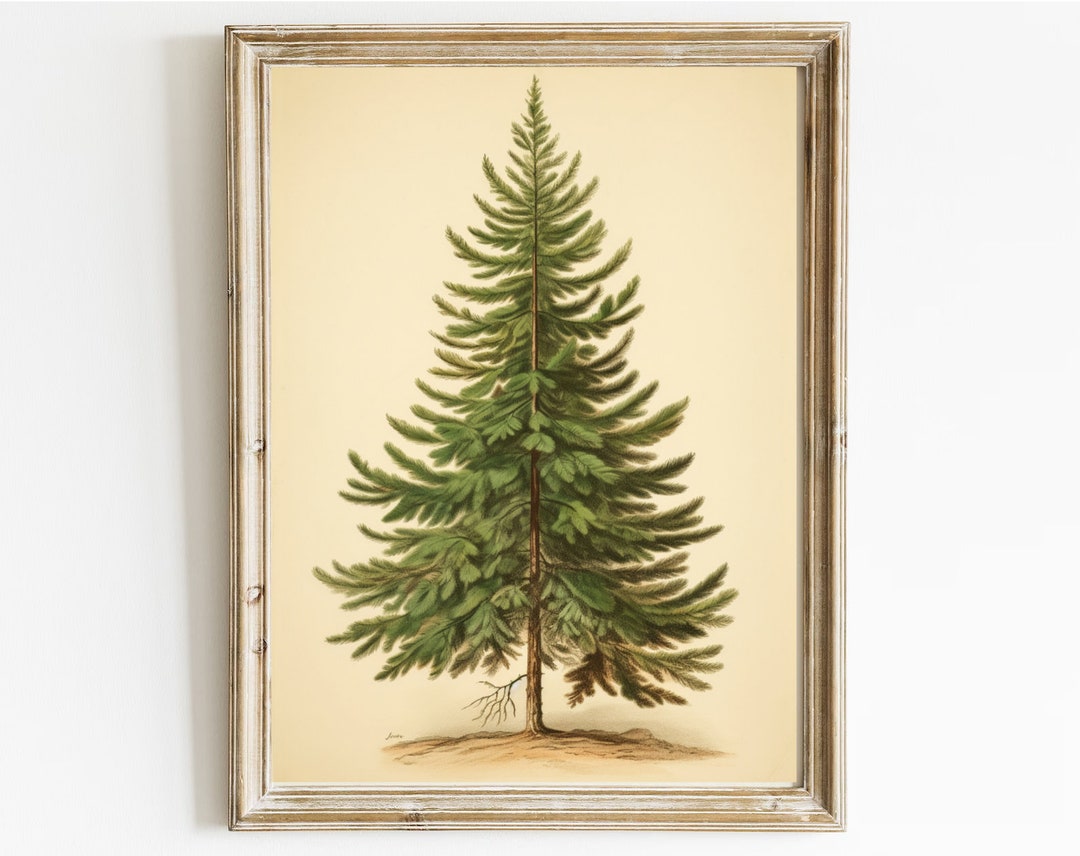 Vintage Christmas Tree, Botanical Drawing of Fir Tree, Vintage Print