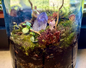 LIVE crystal moss closed terrarium with YOUR CHOICE of crystals