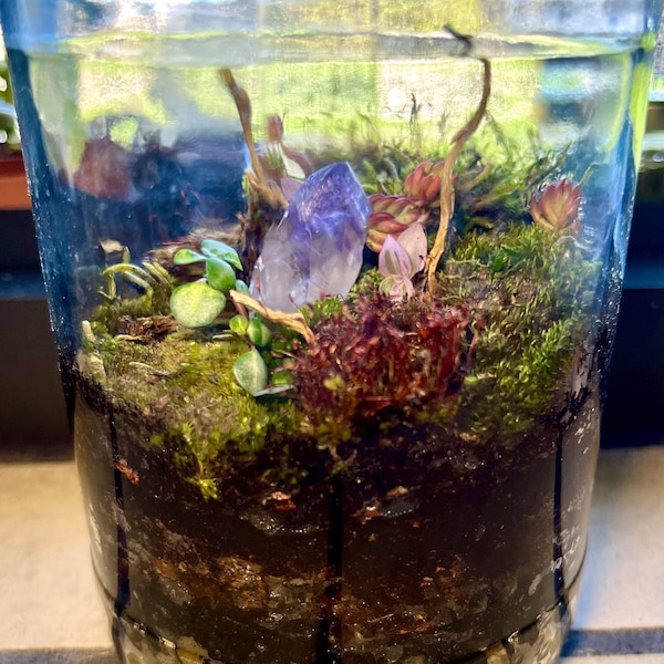 Closed Terrarium Etsy