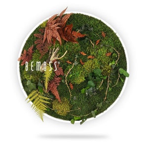 Moss art - BEMOSS® - Circle - Plants , Loreto