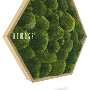 Moss art - BEMOSS® - HEXAGON - Bolmoss , Natural green