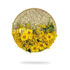 Moss art - BEMOSS® - Circle - Plants , Solera
