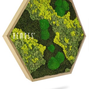 Moss art - BEMOSS® - HEXAGON - Ortho , green