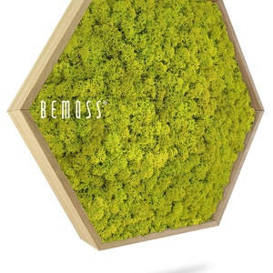 Moss art - BEMOSS® - HEXAGON - Reindeer , lime colour