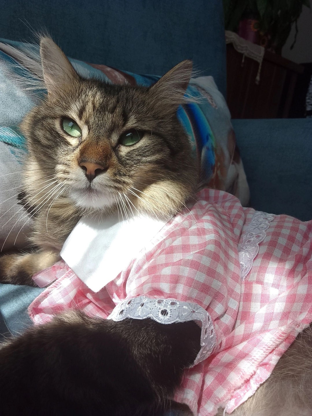 Checked Cat Pink With Ribbon Checkered Cat or Dog Clothes Dress | Kitten Fashion - Etsy