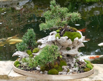 rocher penjing pour bonsai