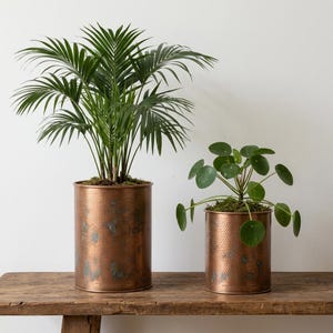 Peut inclure: Deux jardinières cylindriques en cuivre martelé avec une finition vieillie et patinée. La jardinière la plus haute à gauche contient un grand palmier aux frondes vertes plumeuses, tandis que la plus petite à droite contient une plante Pilea.
