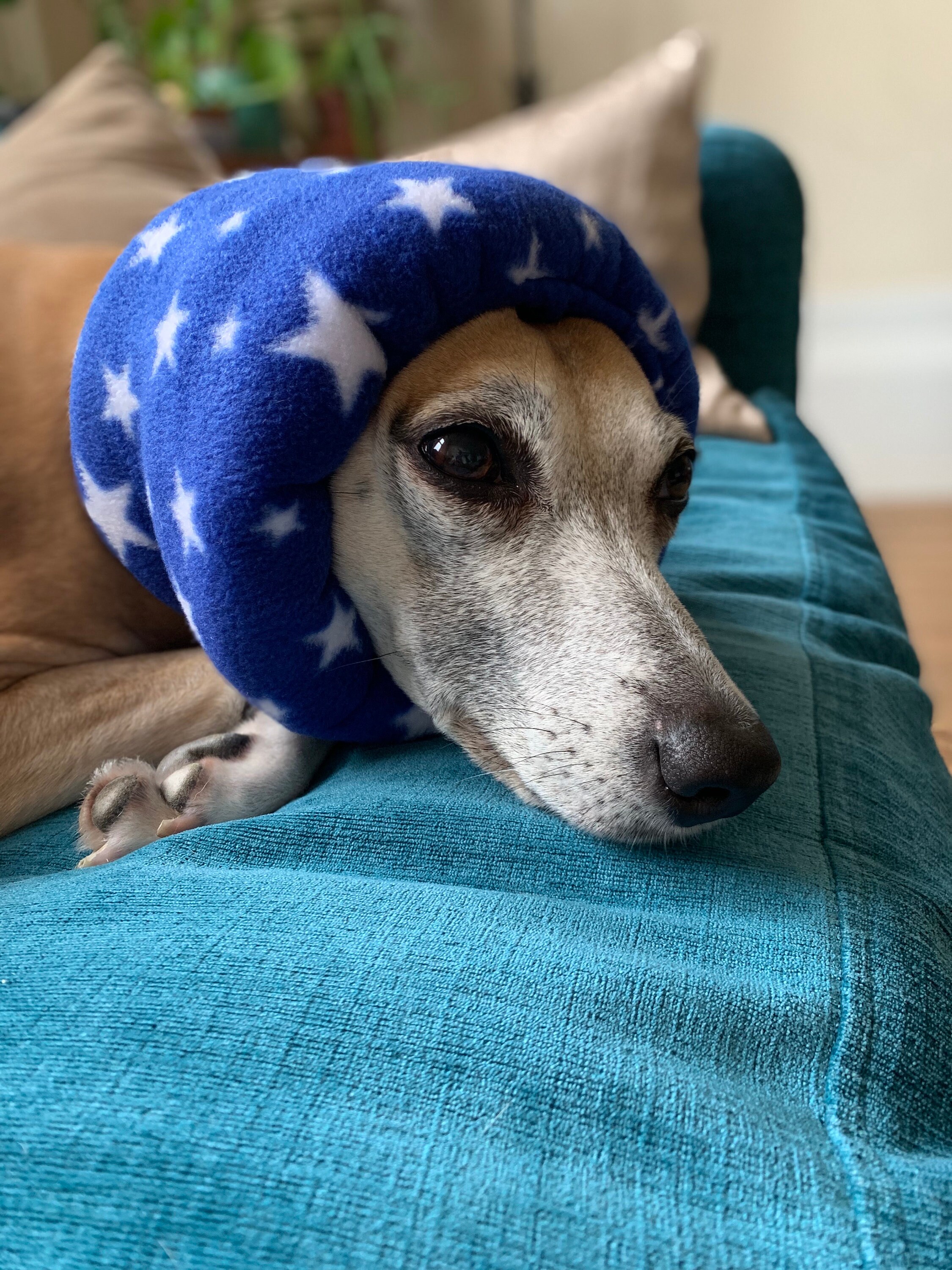 Dog Ear Protection for Loud Noises Anxiety Fireworks BLUE STARS Etsy