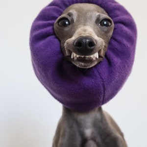 Könnte beinhalten: Ein grauer Italienischer Windhund mit einem violetten Stoffkegel um den Hals. Der Hund schaut direkt in die Kamera und hat den Mund offen, so dass man seine Zähne sieht.