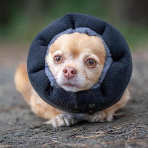 May include: A small tan Chihuahua dog wearing a thick, circular black and grey fleece recovery collar around its neck. The dog has large brown eyes and a light brown nose, with the soft, padded collar framing its face while it rests on the ground.