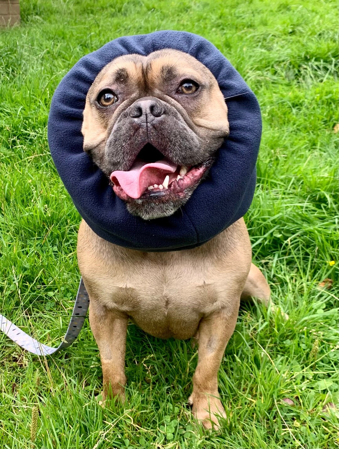 Dog Ear Protection for Fireworks or Anxiety Etsy