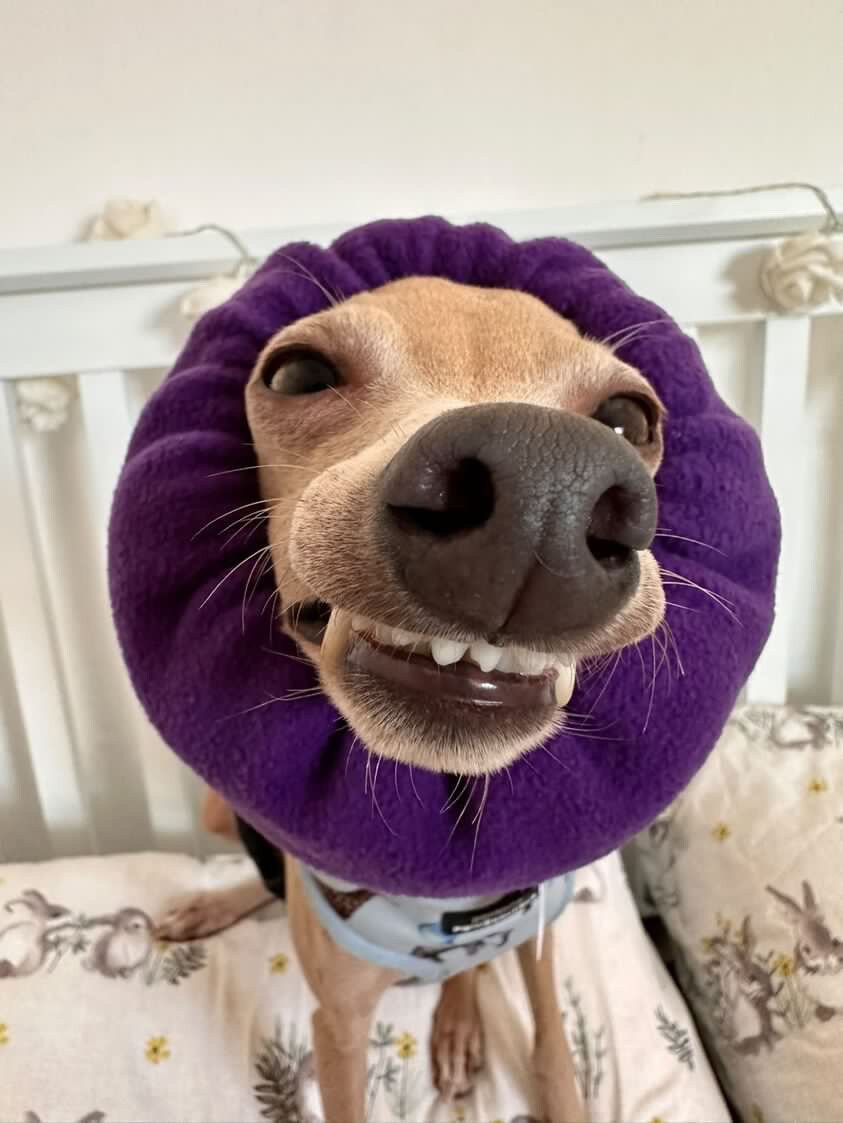 Hunde Ohrenschutz • Gehörschutz • Lärmschutz • Größe M • Dunkelblau