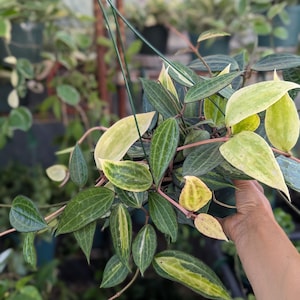 May include: A hanging Hoya plant featuring variegated leaves with a mix of dark green and creamy yellow patterns. The foliage is lance-shaped with visible veins, and the stems are thin and reddish-brown, suspended by a green plastic hanger.