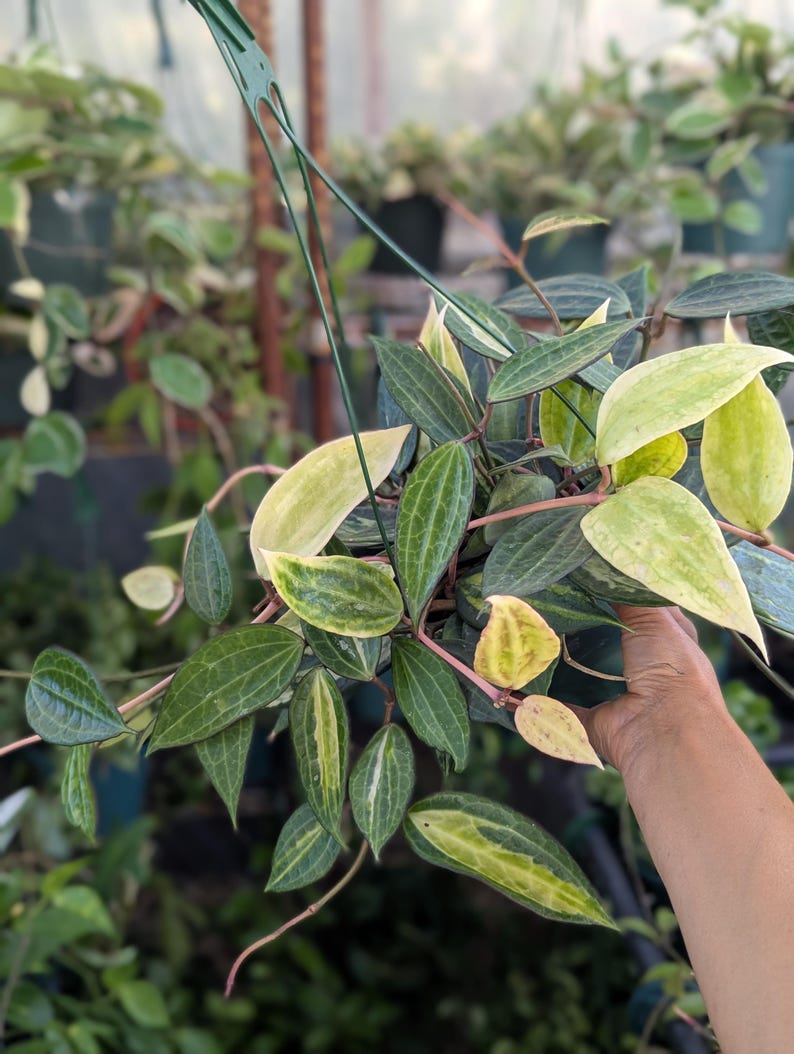 May include: A hanging Hoya plant featuring variegated leaves with a mix of dark green and creamy yellow patterns. The foliage is lance-shaped with visible veins, and the stems are thin and reddish-brown, suspended by a green plastic hanger.