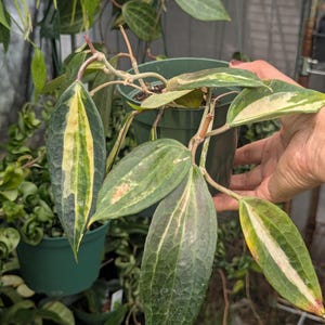Hoya Latifolia Pot of Gold live plant| Rare Variegated Hoya |rare Hoya indoor plant |easy care Houseplant|gift plant 4"pot with 2 stem