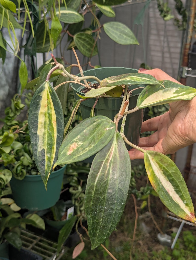 Hoya Latifolia Pot of Gold live plant| Rare Variegated Hoya |rare Hoya indoor plant |easy care Houseplant|gift plant 4"pot with 2 stem
