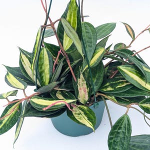 Hoya Latifolia Pot of Gold live plant| Rare Variegated Hoya |rare Hoya indoor plant |easy care Houseplant|gift plant 6"pot