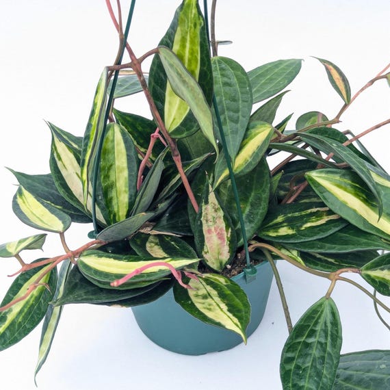 Hoya Latifolia Pot of Gold live plant| Rare Variegated Hoya |rare Hoya indoor plant |easy care Houseplant|gift plant