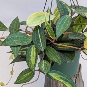 May include: A hanging plant in a green plastic pot featuring pointed, lance-shaped leaves with a dark green base color, prominent lighter green veining, and variegated cream-colored margins. The stems are thin and reddish-brown in appearance.