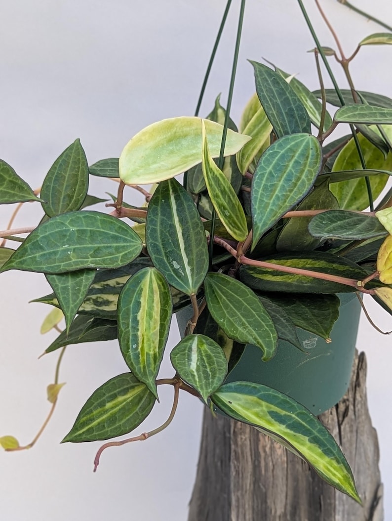 May include: A hanging plant in a green plastic pot featuring pointed, lance-shaped leaves with a dark green base color, prominent lighter green veining, and variegated cream-colored margins. The stems are thin and reddish-brown in appearance.