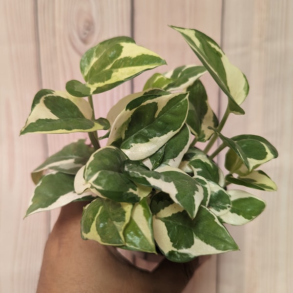 Amazing Pothos Njoy in 4" Pot, FREE Shipping Included, US Seller