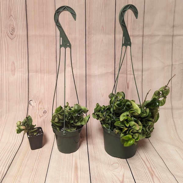 Hoya compacta in 2" Pot, and 4" & 6" Hanging Pot, Hoya Hindu Rope, FREE Shipping Included, US Seller