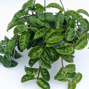 Hoya carnosa Krinkle 8 splashy |Live Plant | Curly Leaf Hoya | Compact Wax Plant | Rare Hoya Carnosa Variety | Easy Care Indoor Plant