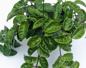 Hoya carnosa Krinkle 8 splashy |Live Plant | Curly Leaf Hoya | Compact Wax Plant | Rare Hoya Carnosa Variety | Easy Care Indoor Plant