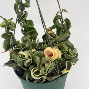Variegated Hoya Compacta Hindu Rope Plant, Rare Trailing Hoya, Live Houseplant, Curly Wax Plant, Indoor Plant Gift