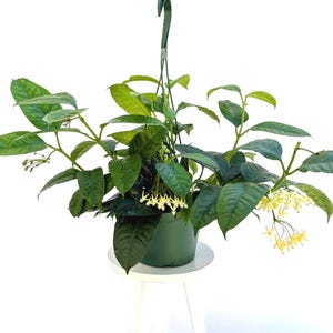 Rare Hoya Multiflora Shooting Star Plant | Rooted Hoya Houseplant | Trailing Indoor Plant | Easy Care
