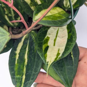 Hoya Latifolia Pot of Gold live plant| Rare Variegated Hoya |rare Hoya indoor plant |easy care Houseplant|gift plant bild 4