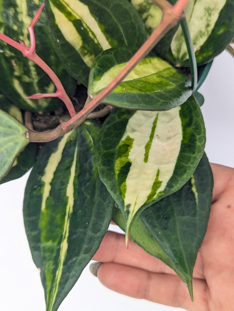 Hoya Latifolia Pot of Gold live plant| Rare Variegated Hoya |rare Hoya indoor plant |easy care Houseplant|gift plant bild 4