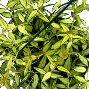 Variegated Hoya Bella  Louise bois inner varigated| Live Plant | Rare Variegated Hoya  | Trailing Wax Plant | Easy Care Houseplant