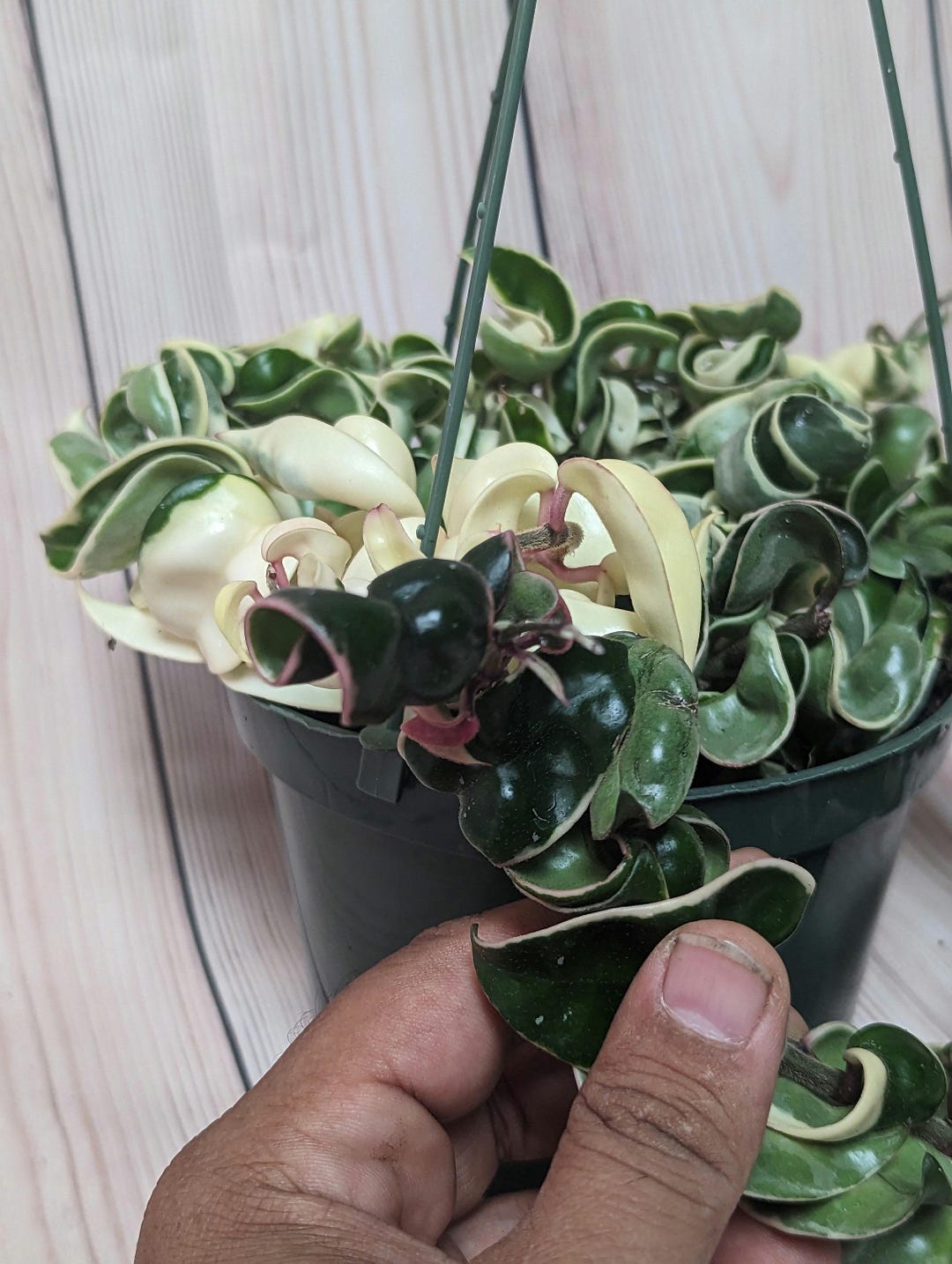 Variegated Hoya Compacta Aka Variegated Hoya Hindu Rope Available in 2 ...