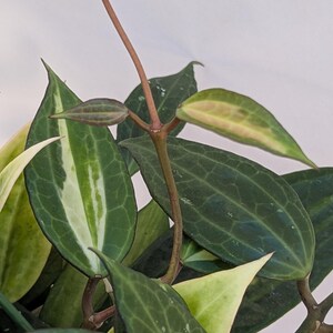May include: A Hoya plant featuring dark green, lance-shaped leaves with prominent veining and creamy white variegated margins. The plant has a central reddish-brown stem extending upward with small, developing leaves at the top node.