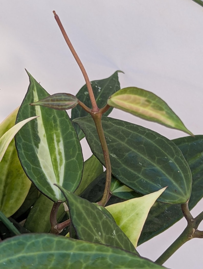 May include: A Hoya plant featuring dark green, lance-shaped leaves with prominent veining and creamy white variegated margins. The plant has a central reddish-brown stem extending upward with small, developing leaves at the top node.
