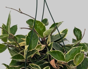 Hoya Krimson Queen Live Plant, Variegated Hoya Carnosa, Rooted Starter Plant,Tricolor Hoya,Easy Indoor Trailing Houseplant