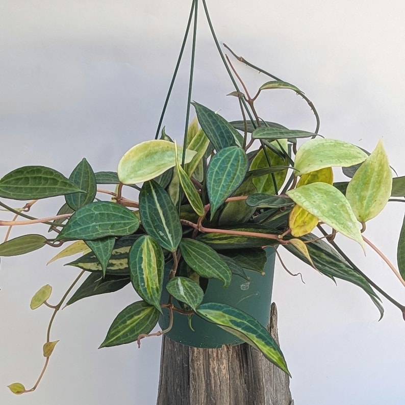 May include: A hanging plant in a dark green plastic pot with pointed, ovate leaves. The foliage features a mix of deep green with prominent lighter green veining and variegated leaves displaying shades of pale yellow and cream, supported by thin stems.