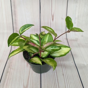 Tricolor Hoya Krimson Princess in 4&quot;& 6&quot; Pot, Variegated Hoya Carnosa, FREE Shipping Included, US Seller